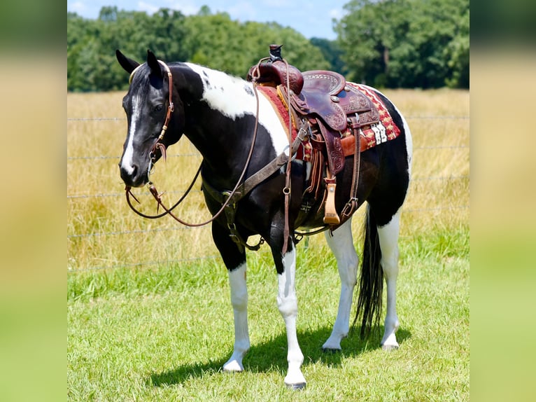 Paint Horse Caballo castrado 7 años 152 cm Negro in Pleasant Hope, Mo.