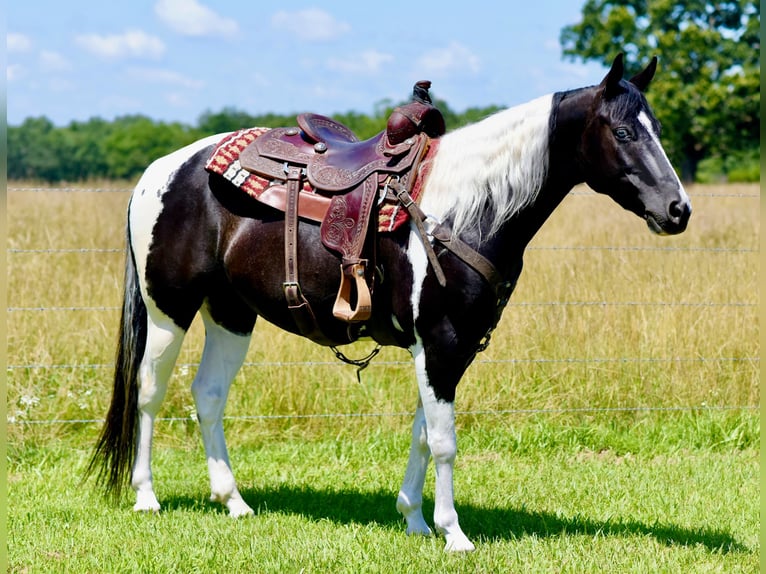 Paint Horse Caballo castrado 7 años 152 cm Negro in Pleasant Hope, Mo.