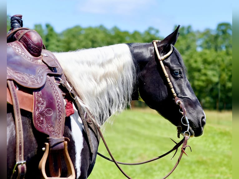 Paint Horse Caballo castrado 7 años 152 cm Negro in Pleasant Hope, Mo.