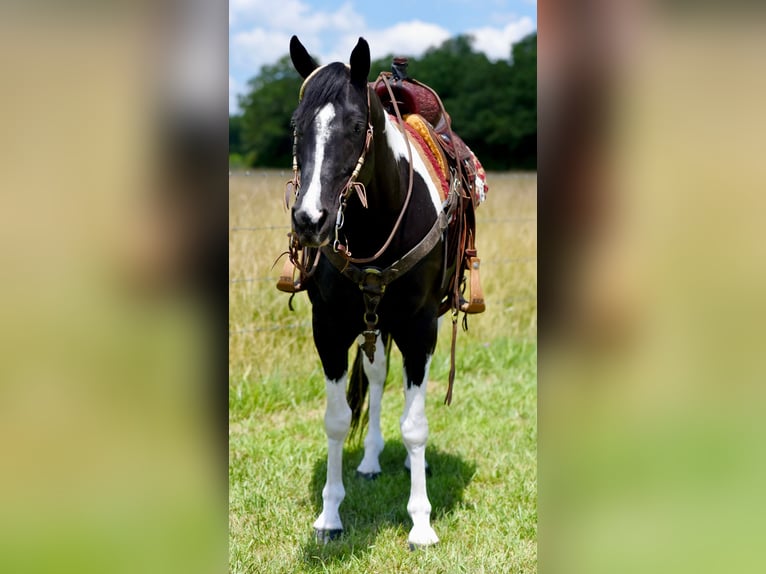 Paint Horse Caballo castrado 7 años 152 cm Negro in Pleasant Hope, Mo.