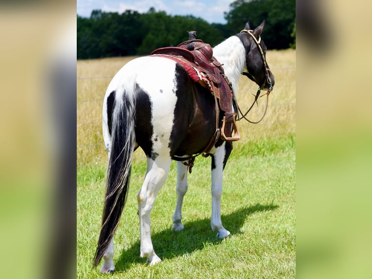 Paint Horse Caballo castrado 7 años 152 cm Negro in Pleasant Hope, Mo.