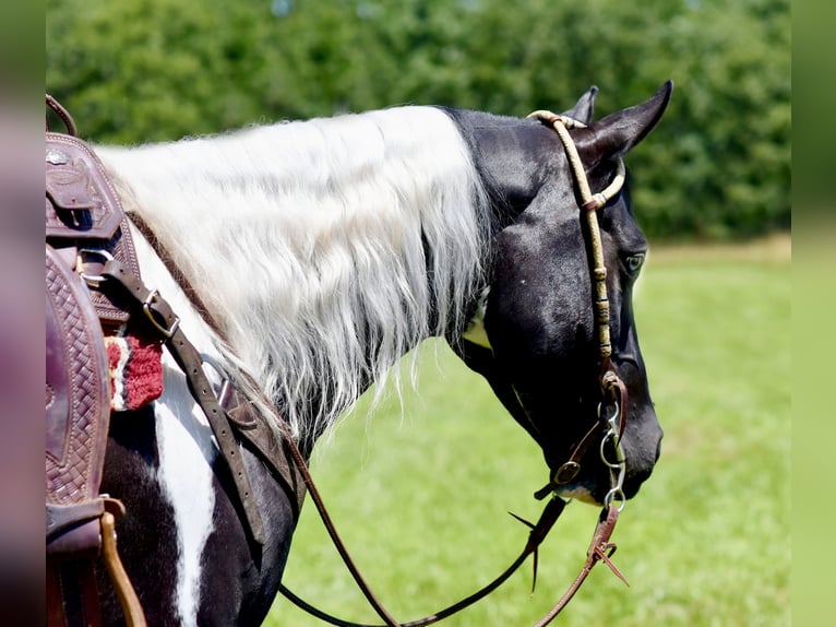 Paint Horse Caballo castrado 7 años 152 cm Negro in Pleasant Hope, Mo.