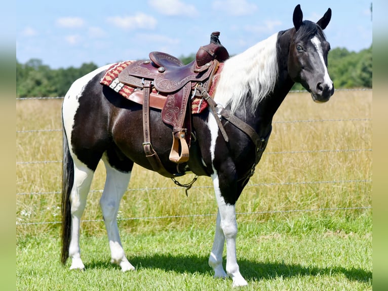 Paint Horse Caballo castrado 7 años 152 cm Negro in Pleasant Hope, Mo.