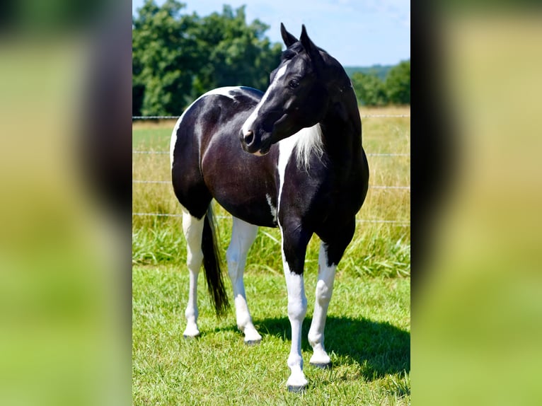 Paint Horse Caballo castrado 7 años 152 cm Negro in Pleasant Hope, Mo.
