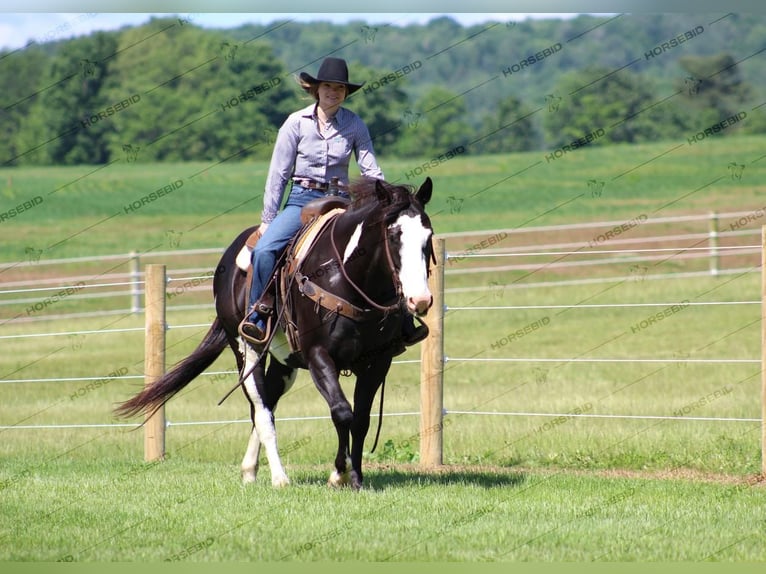 Paint Horse Caballo castrado 7 años 152 cm Negro in Clarion