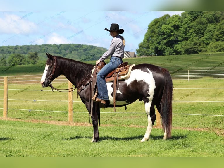 Paint Horse Caballo castrado 7 años 152 cm Negro in Clarion