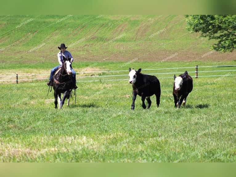 Paint Horse Caballo castrado 7 años 152 cm Negro in Clarion