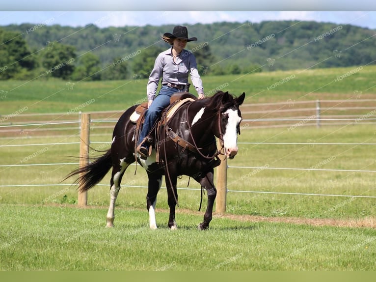 Paint Horse Caballo castrado 7 años 152 cm Negro in Clarion