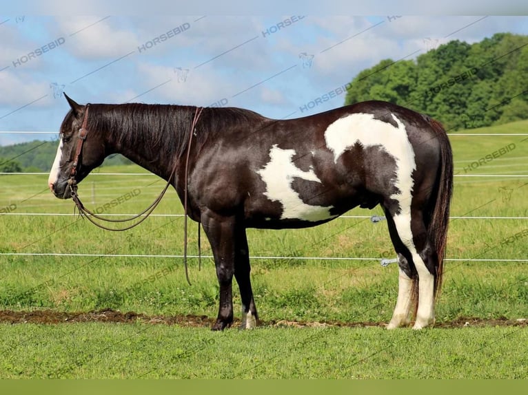 Paint Horse Caballo castrado 7 años 152 cm Negro in Clarion