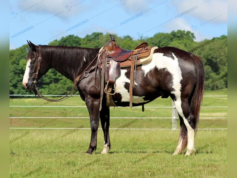 Paint Horse Caballo castrado 7 años 152 cm Negro in Clarion