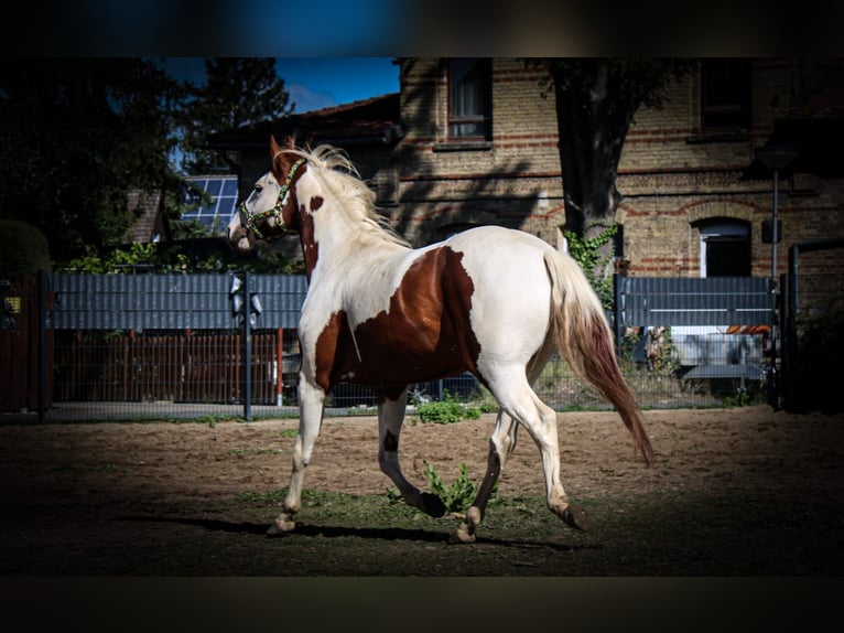 Paint Horse Caballo castrado 7 años 152 cm Tobiano-todas las-capas in Neu Drefahl