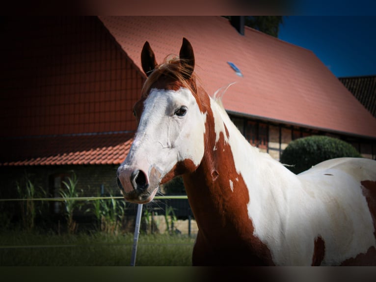 Paint Horse Caballo castrado 7 años 152 cm Tobiano-todas las-capas in Neu Drefahl