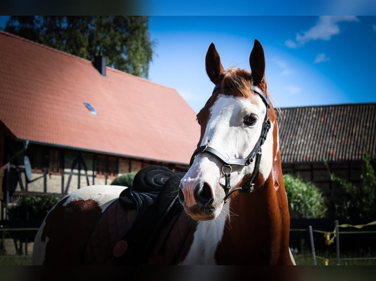 Paint Horse Caballo castrado 7 años 152 cm Tobiano-todas las-capas in Neu Drefahl