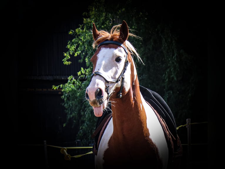 Paint Horse Caballo castrado 7 años 152 cm Tobiano-todas las-capas in Neu Drefahl