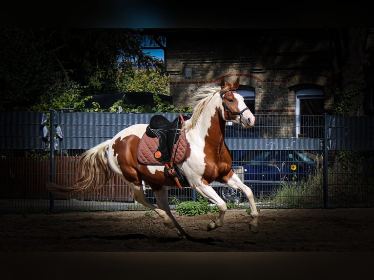 Paint Horse Caballo castrado 7 años 152 cm Tobiano-todas las-capas in Neu Drefahl