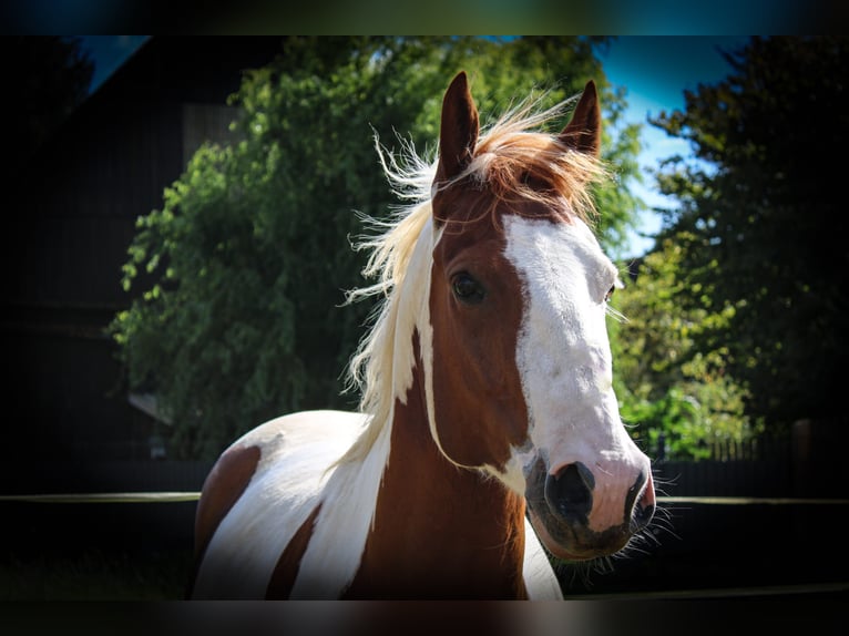 Paint Horse Caballo castrado 7 años 152 cm Tobiano-todas las-capas in Neu Drefahl