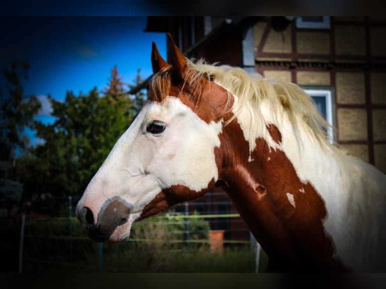 Paint Horse Caballo castrado 7 años 152 cm Tobiano-todas las-capas in Neu Drefahl