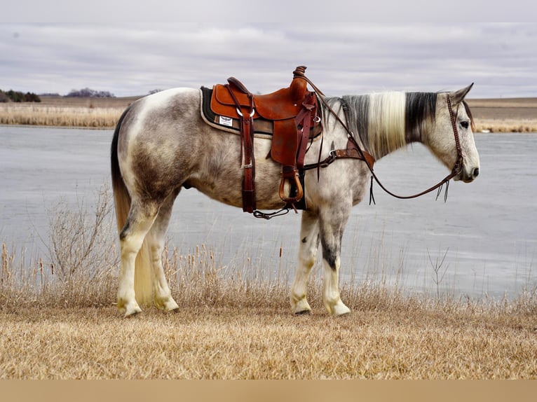 Paint Horse Caballo castrado 7 años 152 cm Tordo in Valley Springs