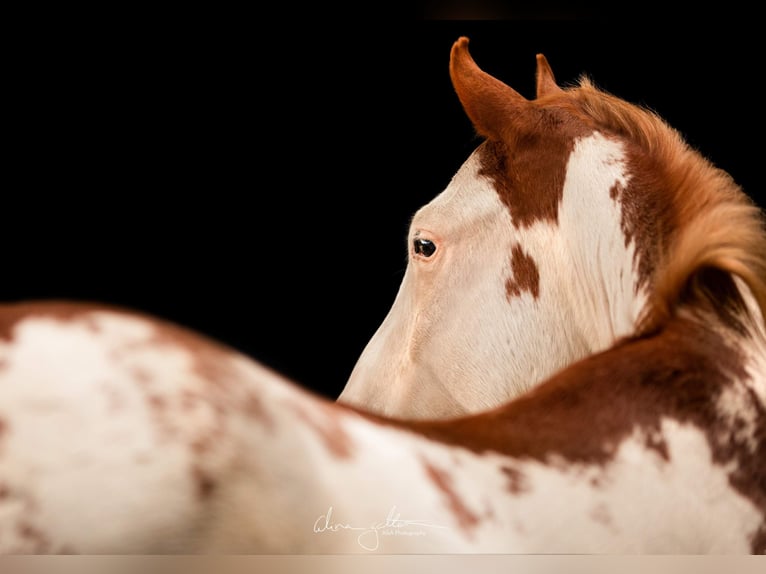 Paint Horse Caballo castrado 7 años 154 cm Overo-todas las-capas in Solothurn
