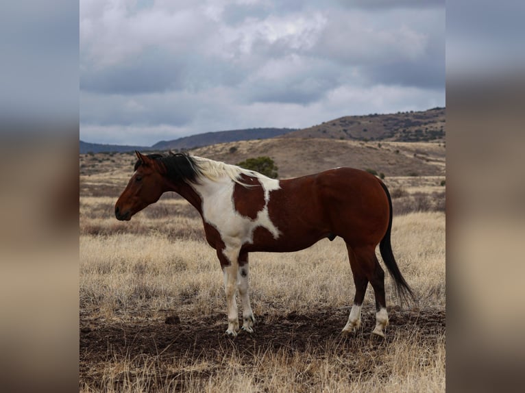 Paint Horse Caballo castrado 7 años 155 cm in Camp Verde, AZ