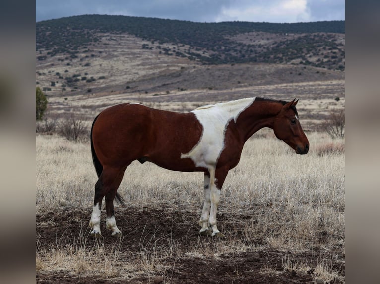 Paint Horse Caballo castrado 7 años 155 cm in Camp Verde, AZ