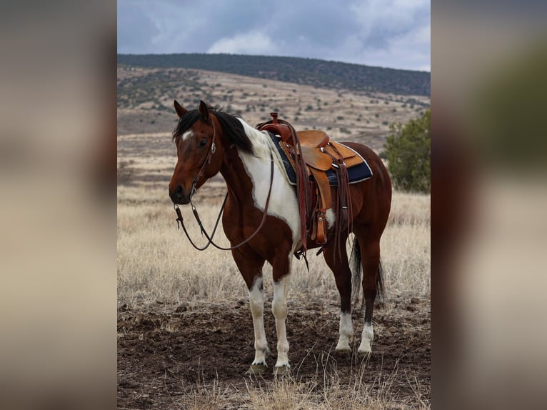 Paint Horse Caballo castrado 7 años 155 cm in Camp Verde, AZ