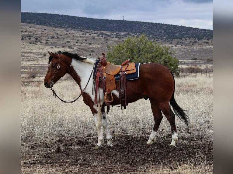 Paint Horse Caballo castrado 7 años 155 cm in Camp Verde, AZ