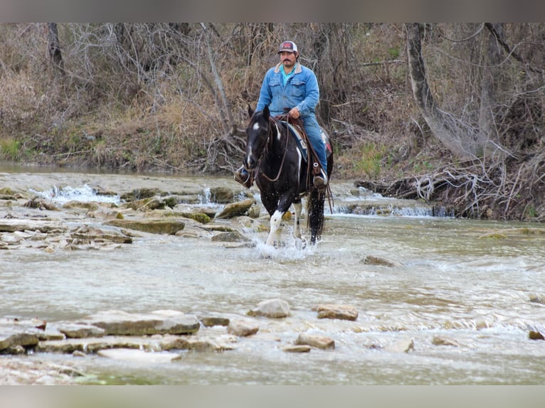 Paint Horse Caballo castrado 7 años 155 cm in Stephenville, TX