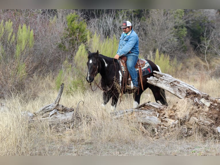 Paint Horse Caballo castrado 7 años 155 cm in Stephenville, TX