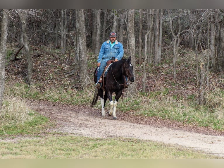 Paint Horse Caballo castrado 7 años 155 cm in Stephenville, TX