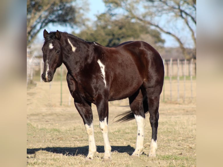 Paint Horse Caballo castrado 7 años 155 cm in Stephenville, TX