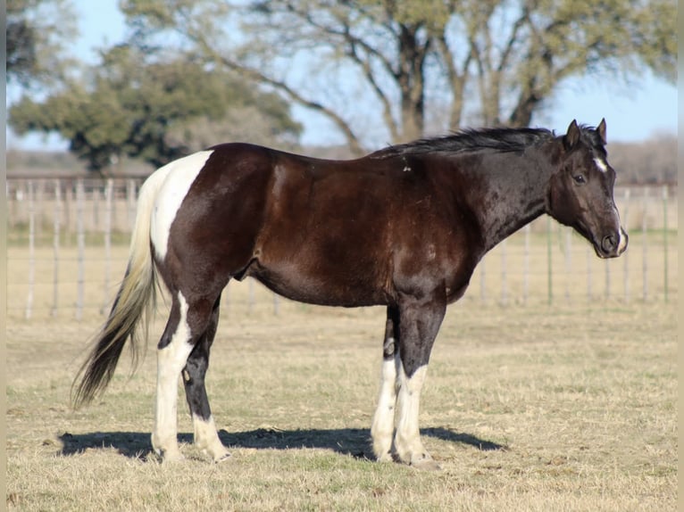 Paint Horse Caballo castrado 7 años 155 cm in Stephenville, TX