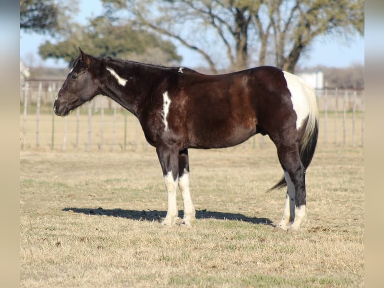 Paint Horse Caballo castrado 7 años 155 cm in Stephenville, TX