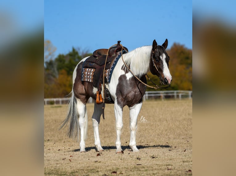 Paint Horse Caballo castrado 7 años 155 cm Castaño-ruano in Terrell
