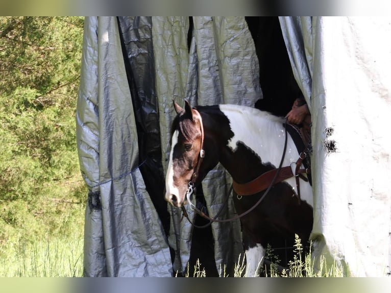 Paint Horse Mestizo Caballo castrado 7 años 155 cm Pío in Mount Vernon