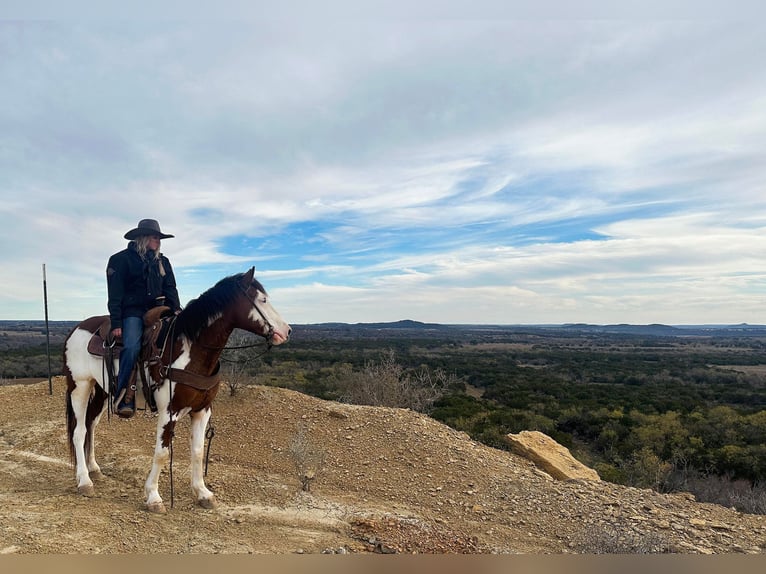 Paint Horse Caballo castrado 7 años 155 cm Tobiano-todas las-capas in Jacksboro TX