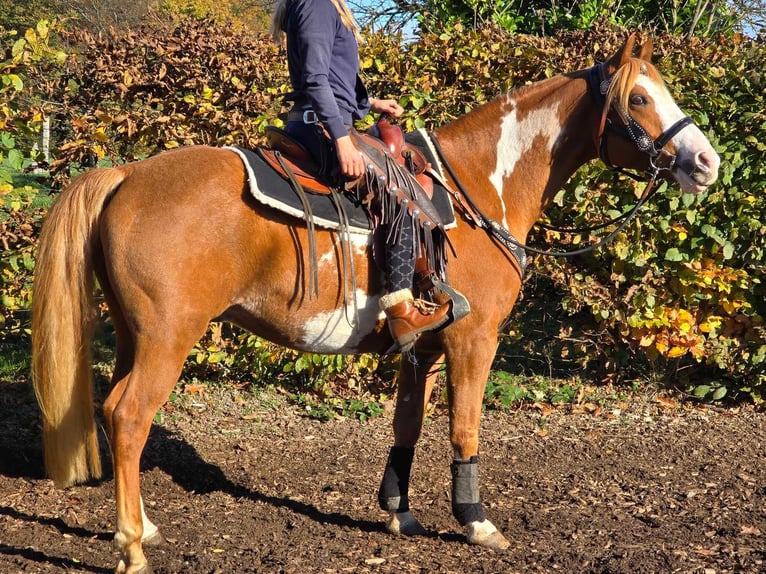 Paint Horse Caballo castrado 7 años 158 cm Pío in Linkenbach