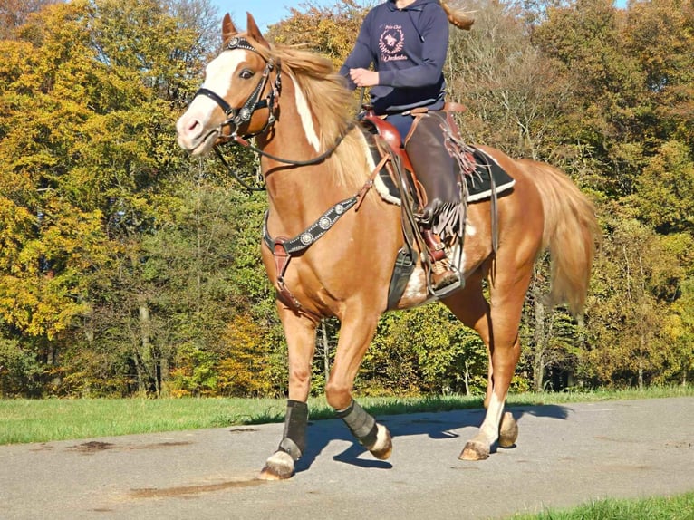 Paint Horse Caballo castrado 7 años 158 cm Pío in Linkenbach