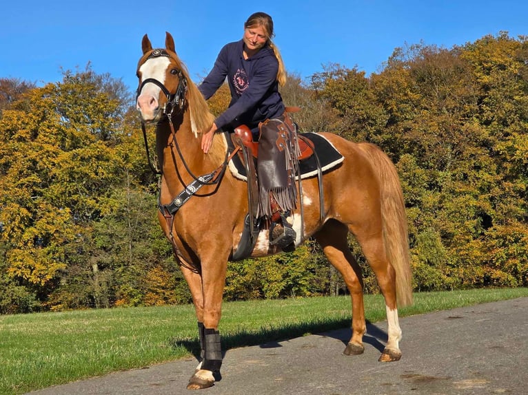 Paint Horse Caballo castrado 7 años 158 cm Pío in Linkenbach