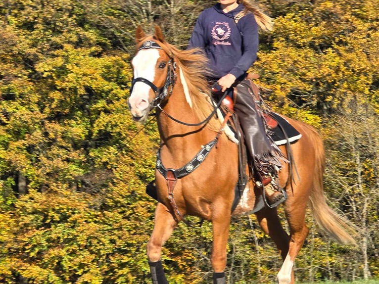 Paint Horse Caballo castrado 7 años 158 cm Pío in Linkenbach