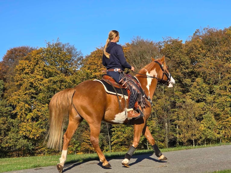 Paint Horse Caballo castrado 7 años 158 cm Pío in Linkenbach