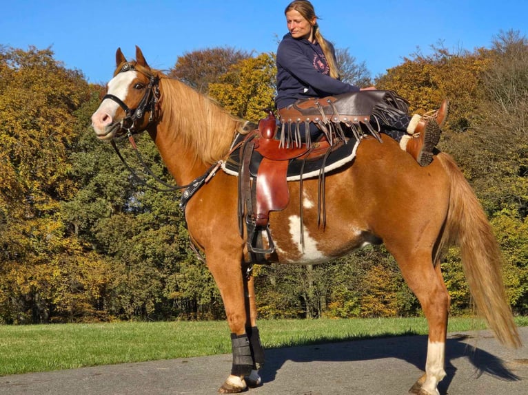 Paint Horse Caballo castrado 7 años 158 cm Pío in Linkenbach