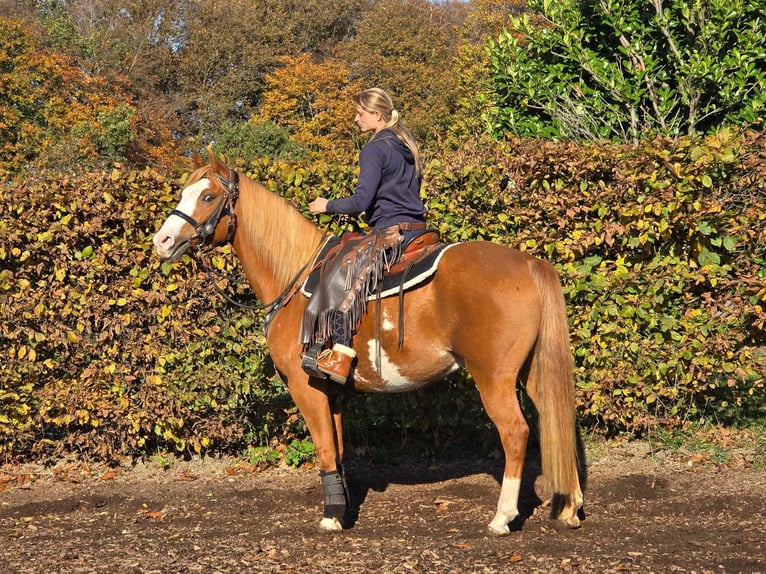 Paint Horse Caballo castrado 7 años 158 cm Pío in Linkenbach