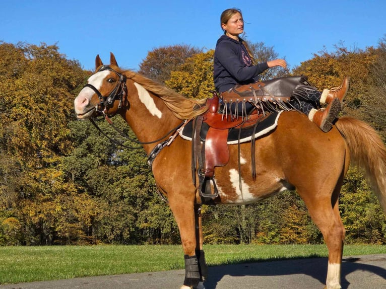 Paint Horse Caballo castrado 7 años 158 cm Pío in Linkenbach