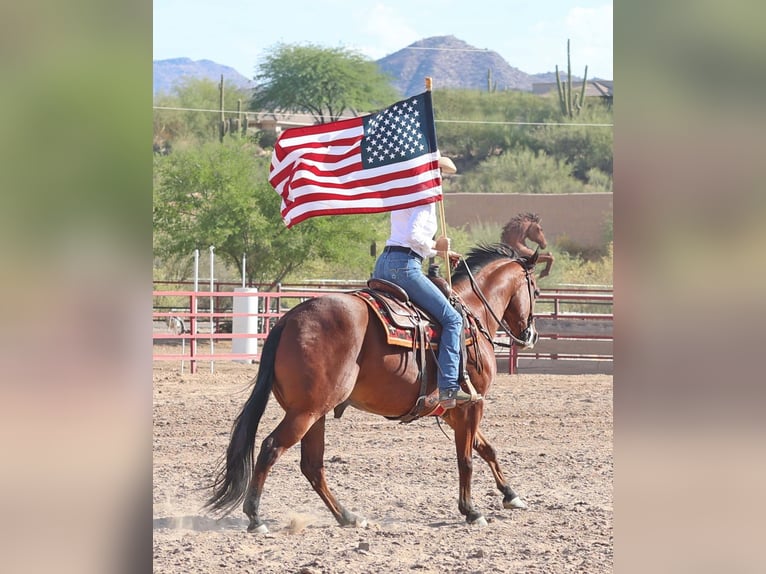 Paint Horse Caballo castrado 7 años 160 cm Castaño rojizo in Cave Creek, AZ