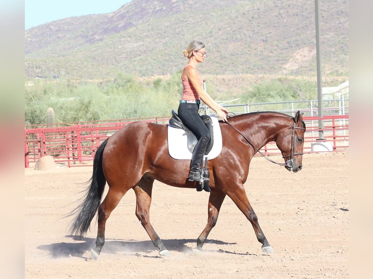 Paint Horse Caballo castrado 7 años 160 cm Castaño rojizo in Cave Creek, AZ