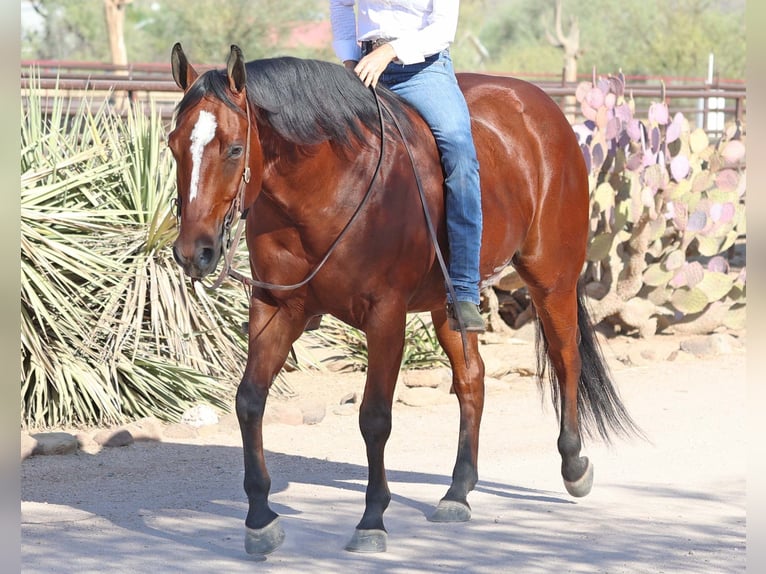 Paint Horse Caballo castrado 7 años 160 cm Castaño rojizo in Cave Creek, AZ