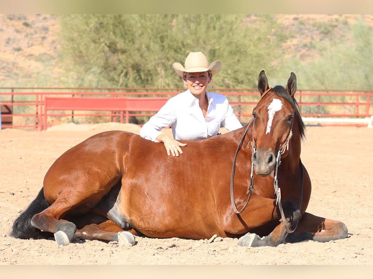 Paint Horse Caballo castrado 7 años 160 cm Castaño rojizo in Cave Creek, AZ