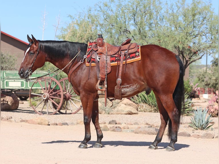 Paint Horse Caballo castrado 7 años 160 cm Castaño rojizo in Cave Creek, AZ