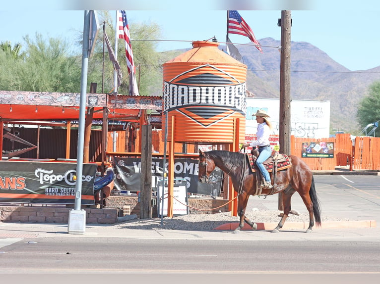 Paint Horse Caballo castrado 7 años 160 cm Castaño rojizo in Cave Creek, AZ